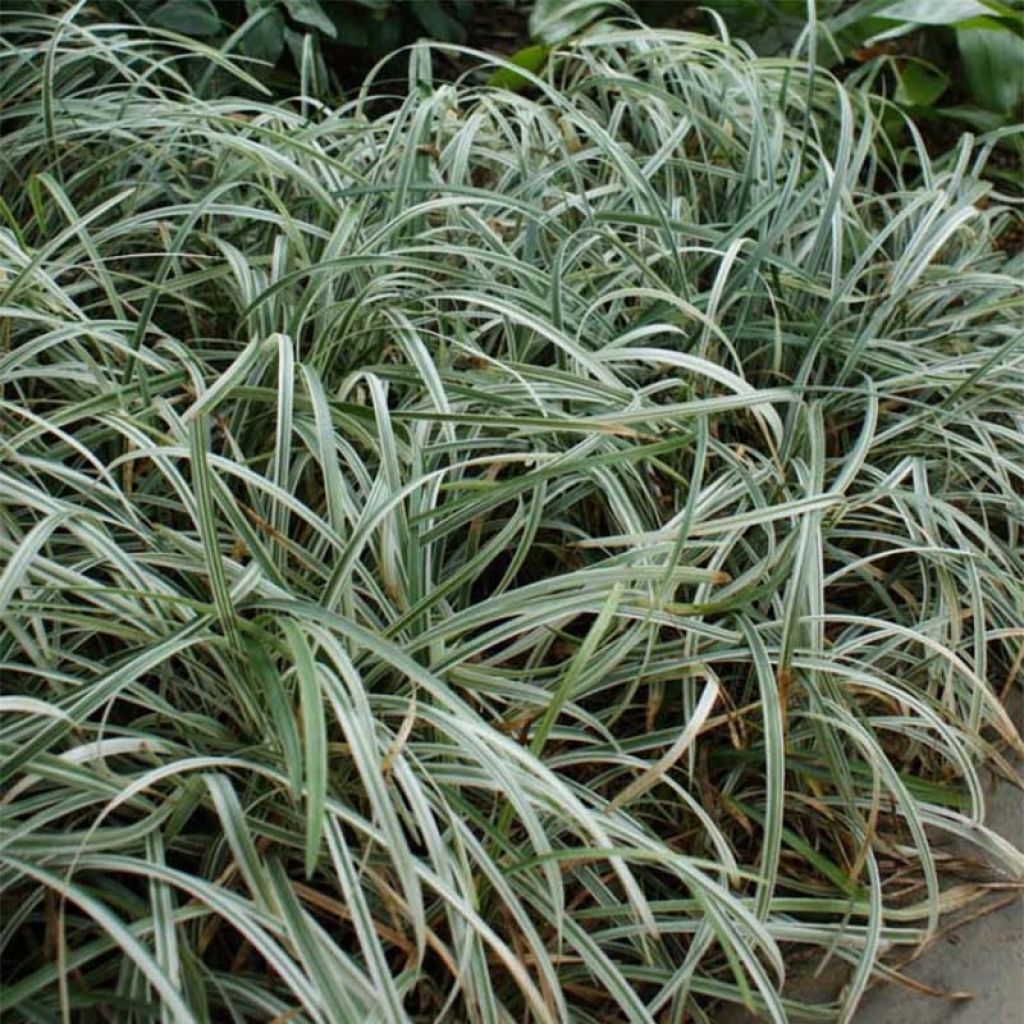 Apinanruoho Silver Dragon