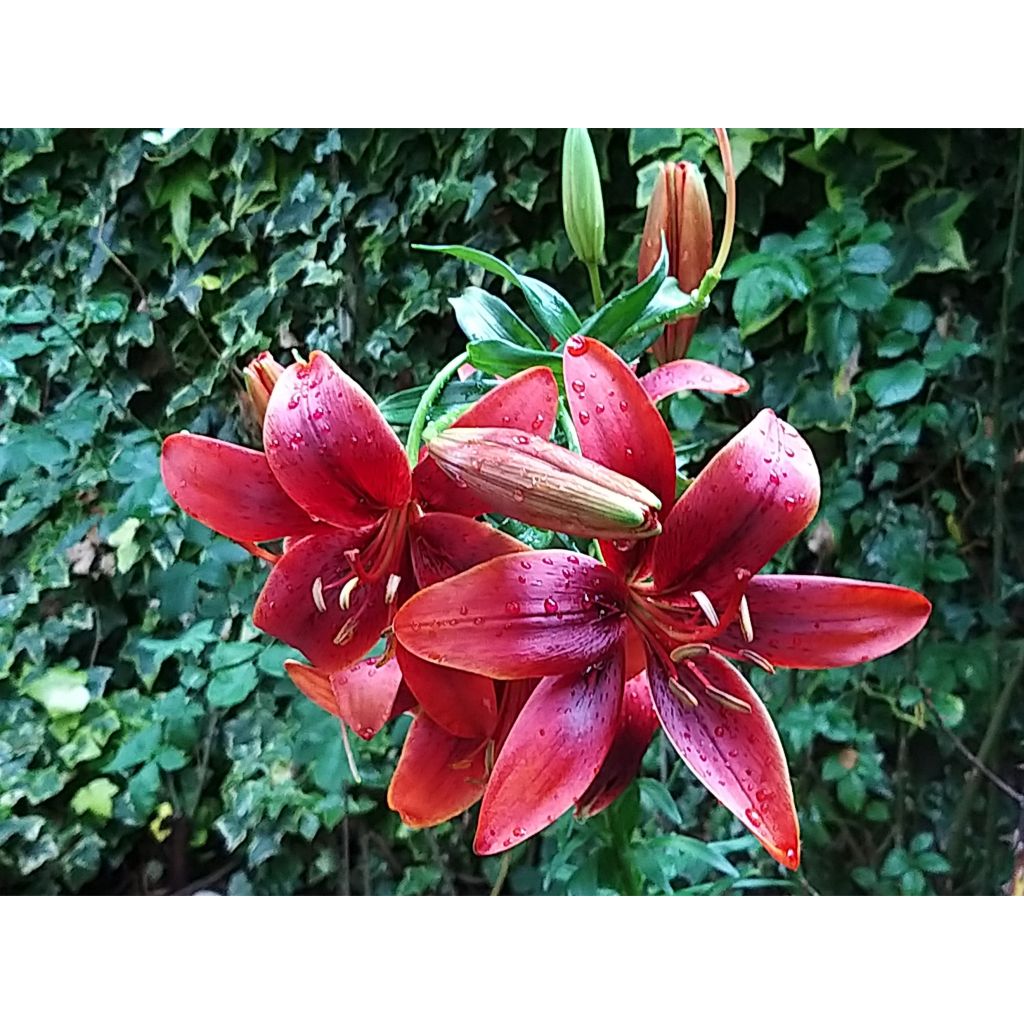 Oriental-lilja Royal Kiss