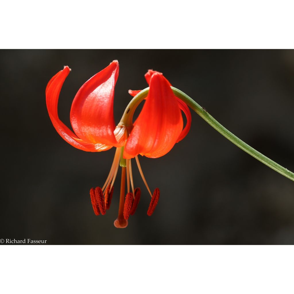 Leichtlininlilja - Lilium pumilum