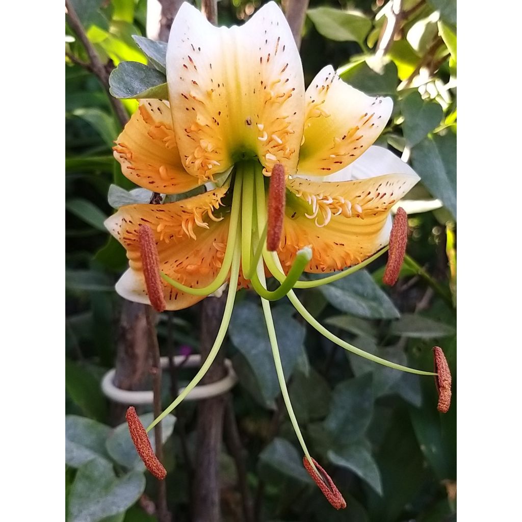 Heikinlilja - Lilium henryi
