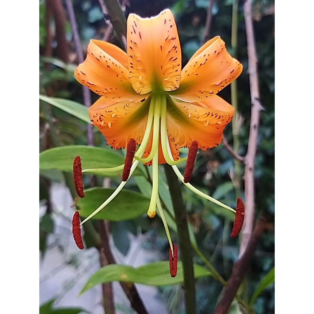 Heikinlilja - Lilium henryi