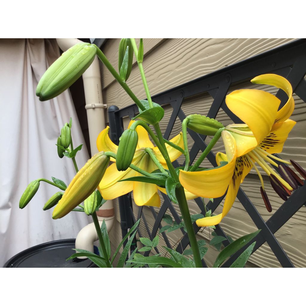 Leichtlininlilja - Lilium leichtlinii