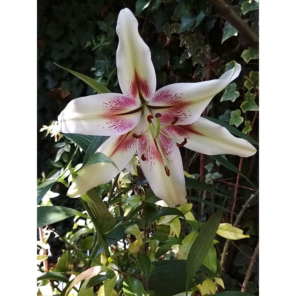 Leichtlininlilja - Lilium nepalense