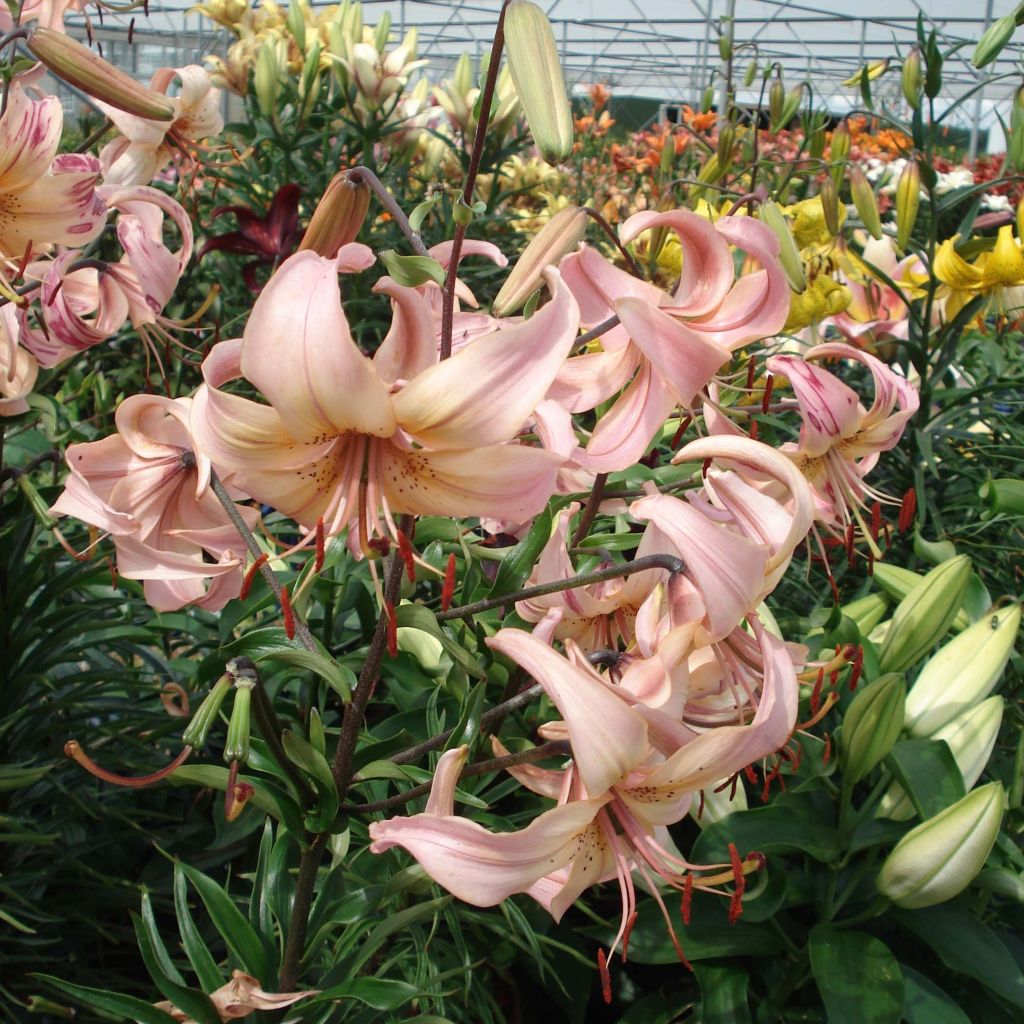 Oriental-lilja Pink Flavour