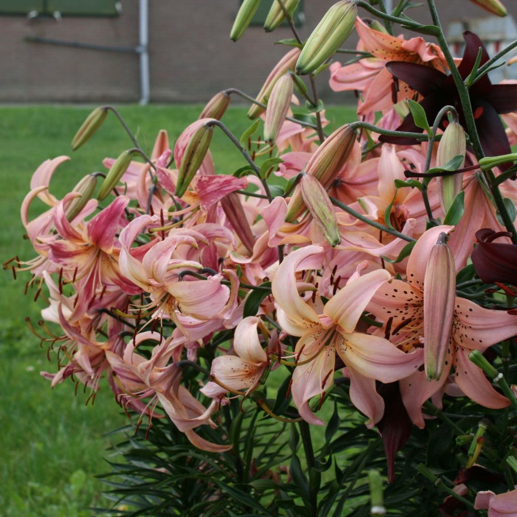 Oriental-lilja Pink Flavour