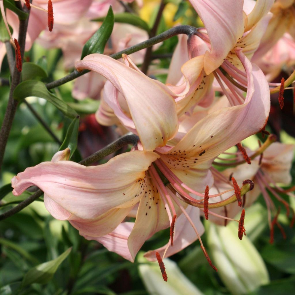 Oriental-lilja Pink Flavour