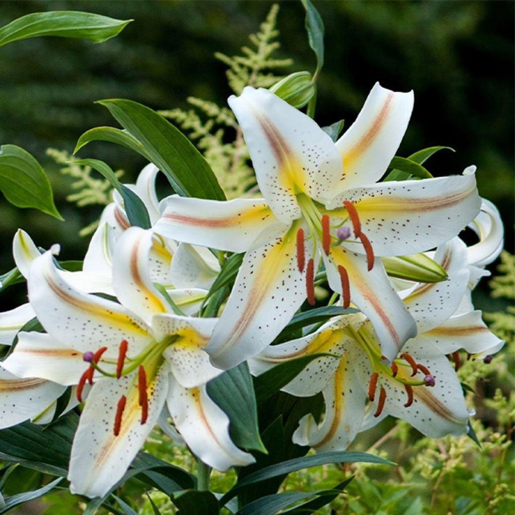 Oriental-lilja Garden Party