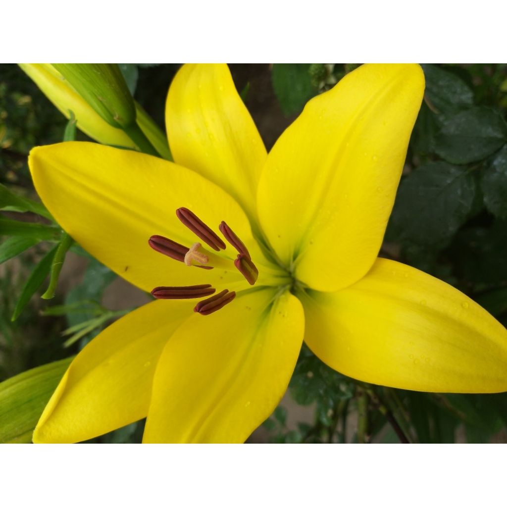 Matala oriental-lilja Butter Pixie