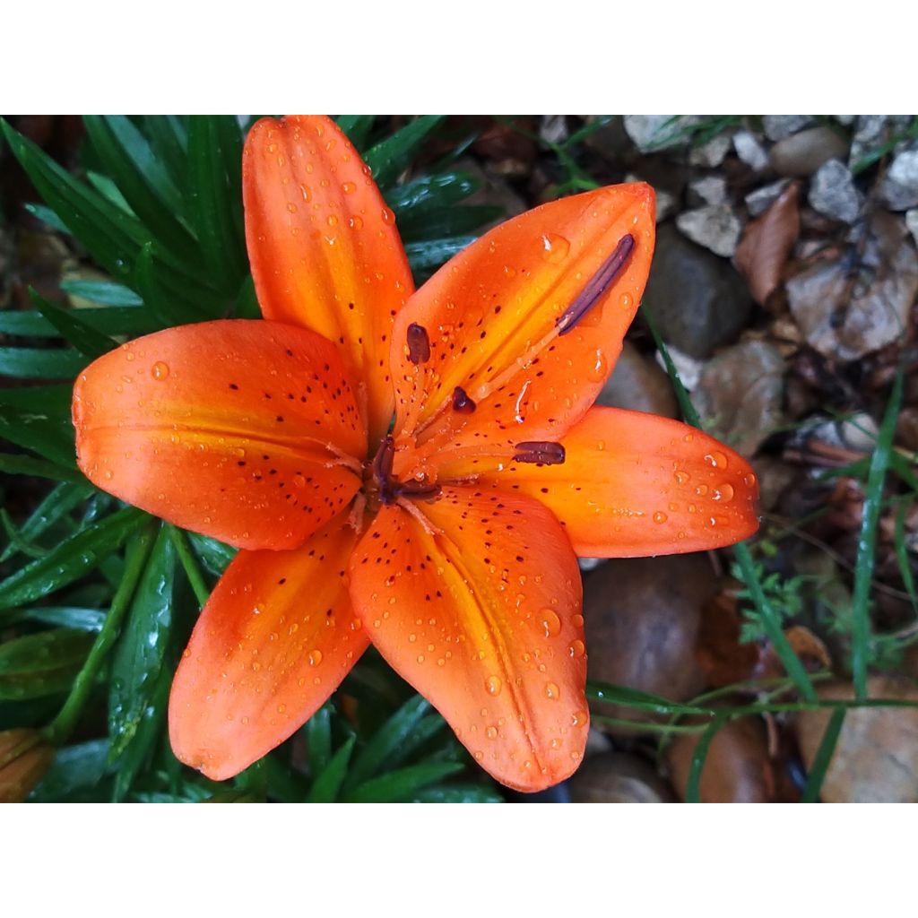 Matala oriental-lilja Orange Pixie