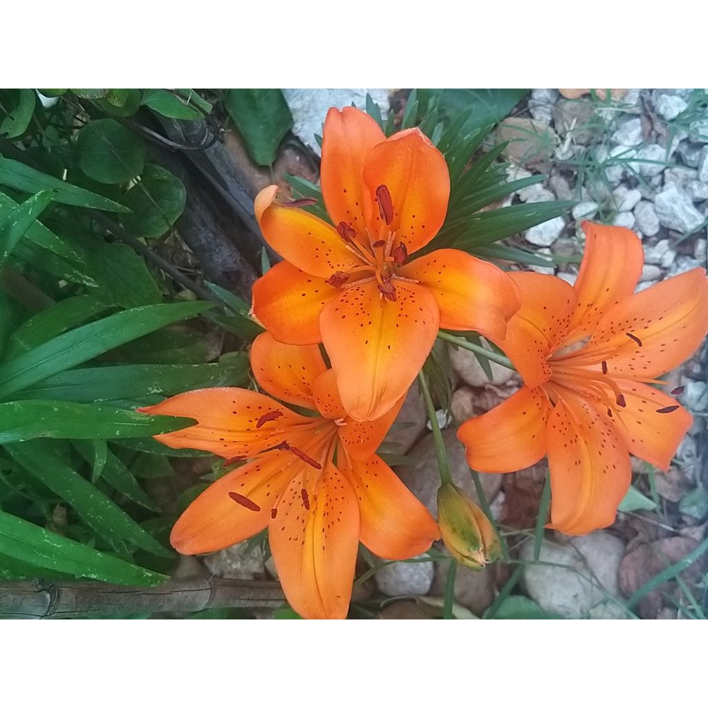 Matala oriental-lilja Orange Pixie