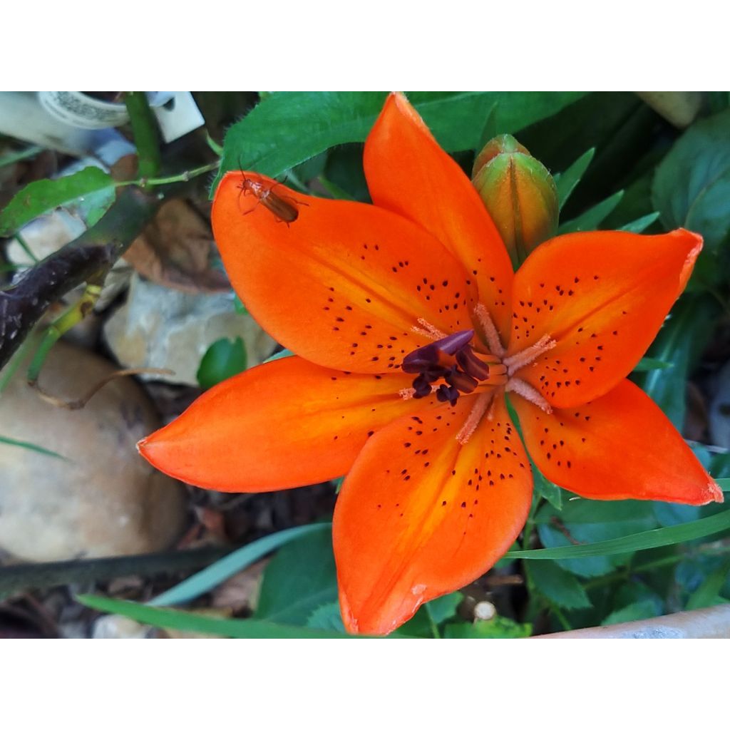 Matala oriental-lilja Orange Pixie