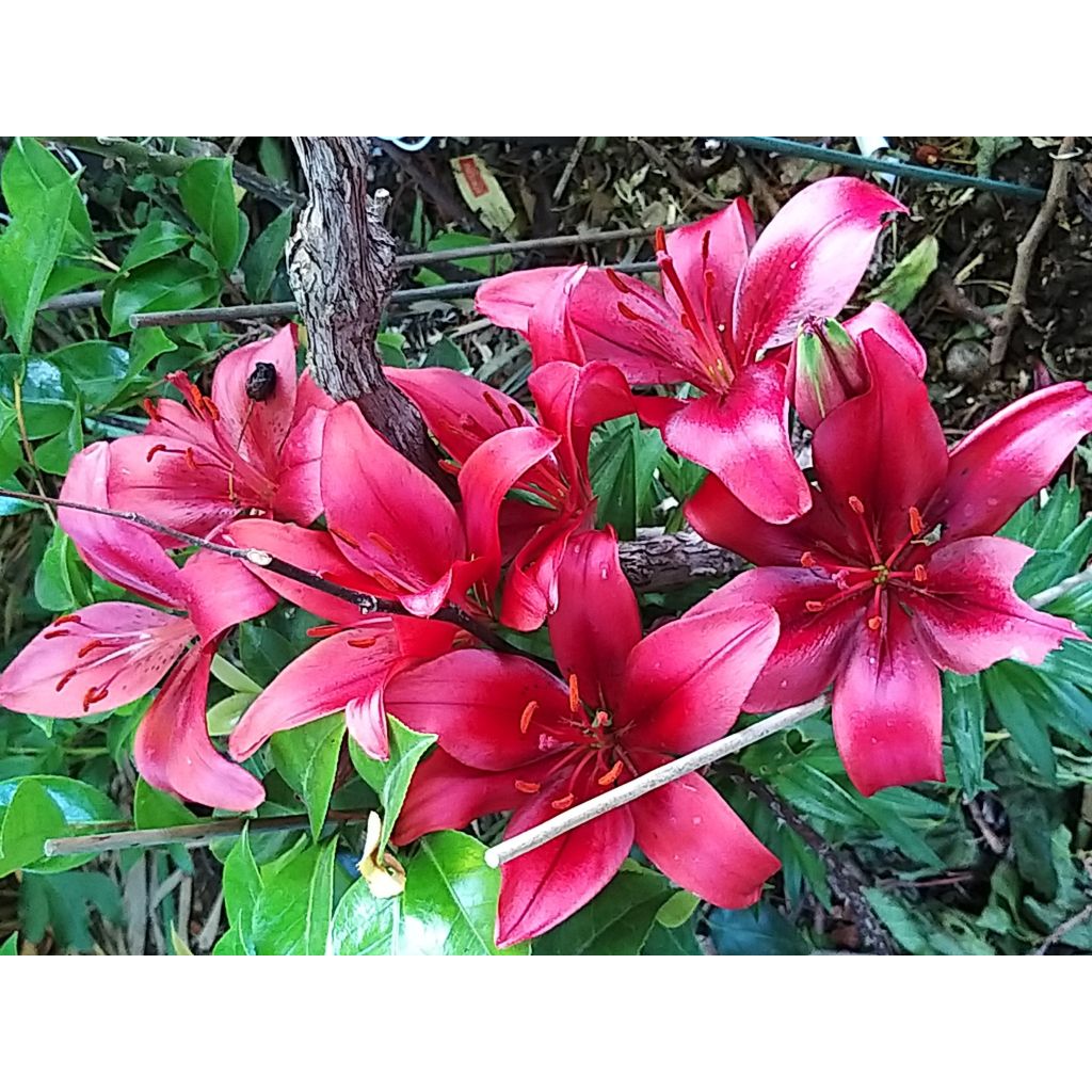 Matala oriental-lilja New red asiatic seedling
