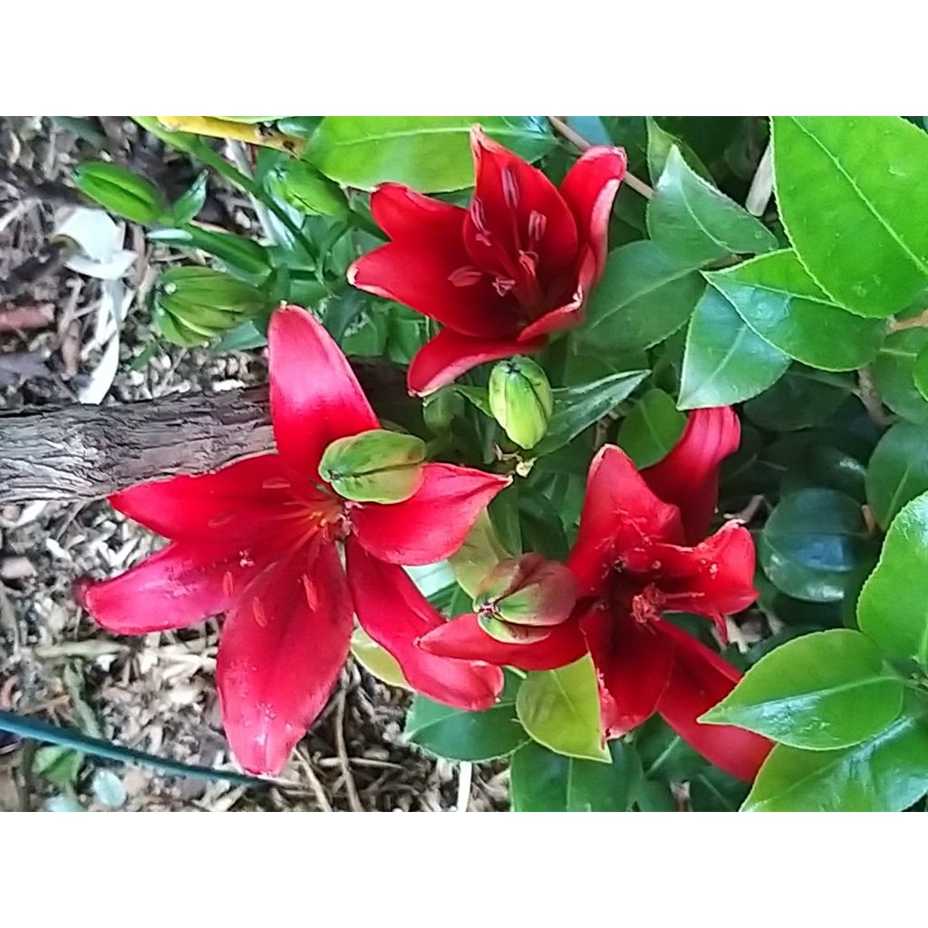 Matala oriental-lilja New red asiatic seedling
