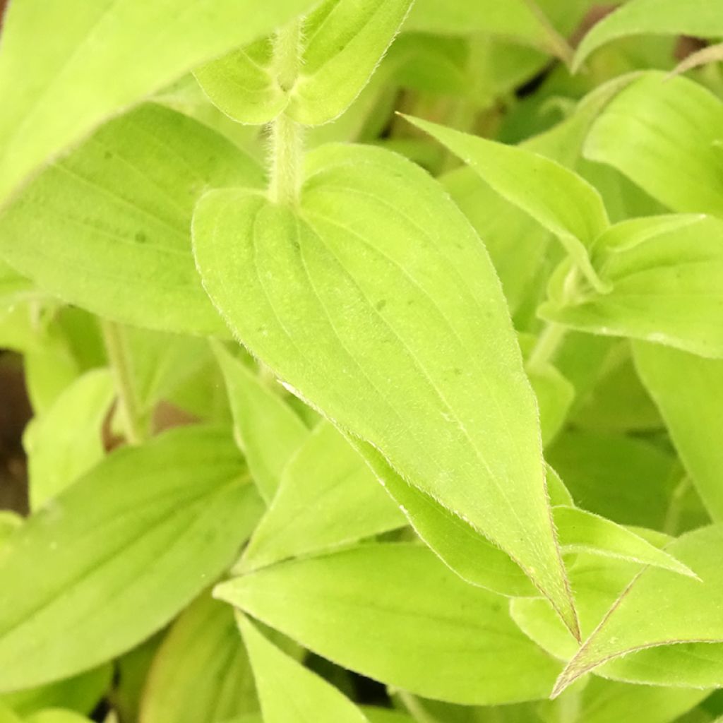 Karvakonnanlilja Tricyrtis hirta