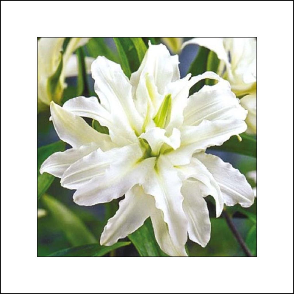 Ruusulilja Polar Star