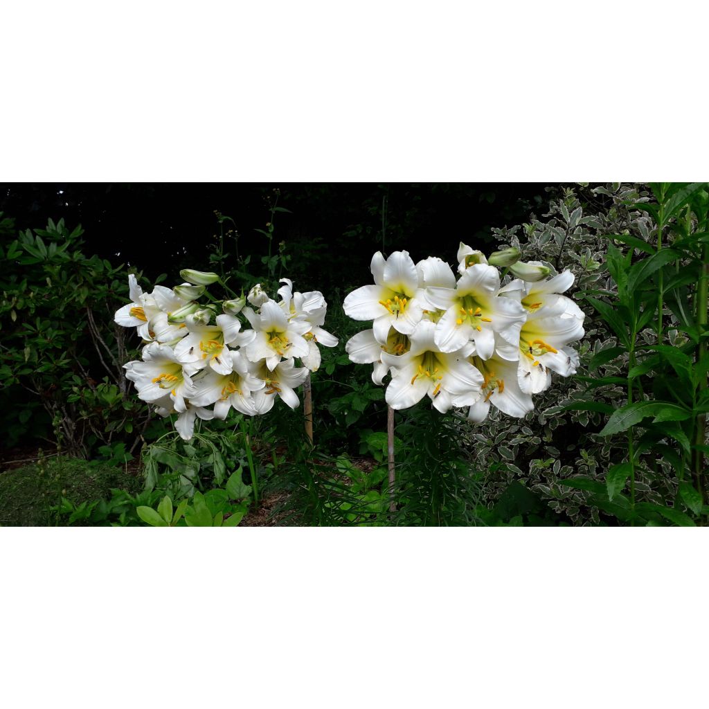 Kuningaslilja - Lilium regale