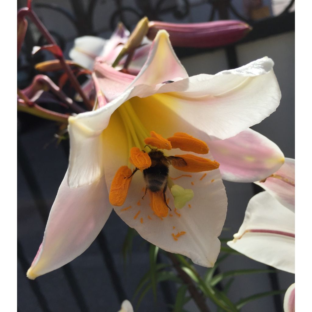 Kuningaslilja - Lilium regale