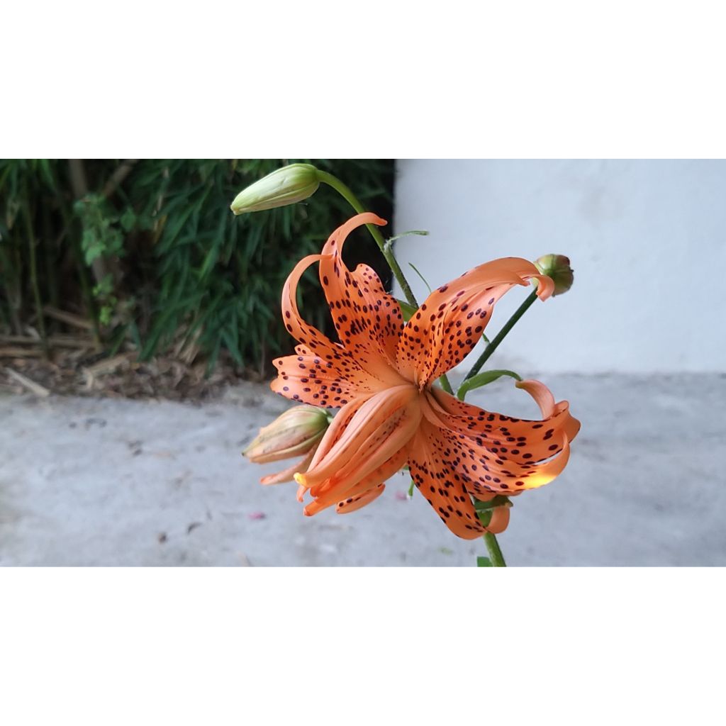 Ruusulilja Flore Pleno
