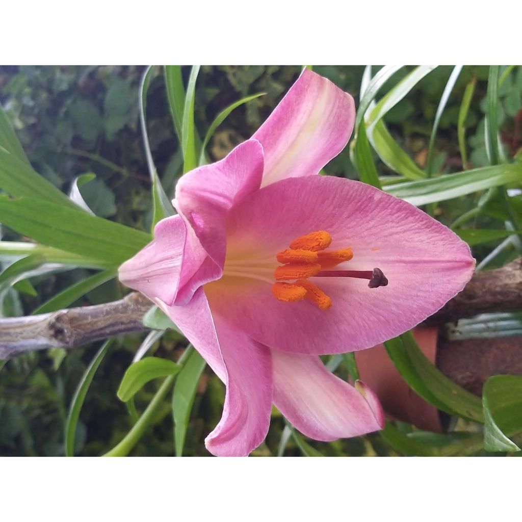 Trumpettililja Pink Perfection