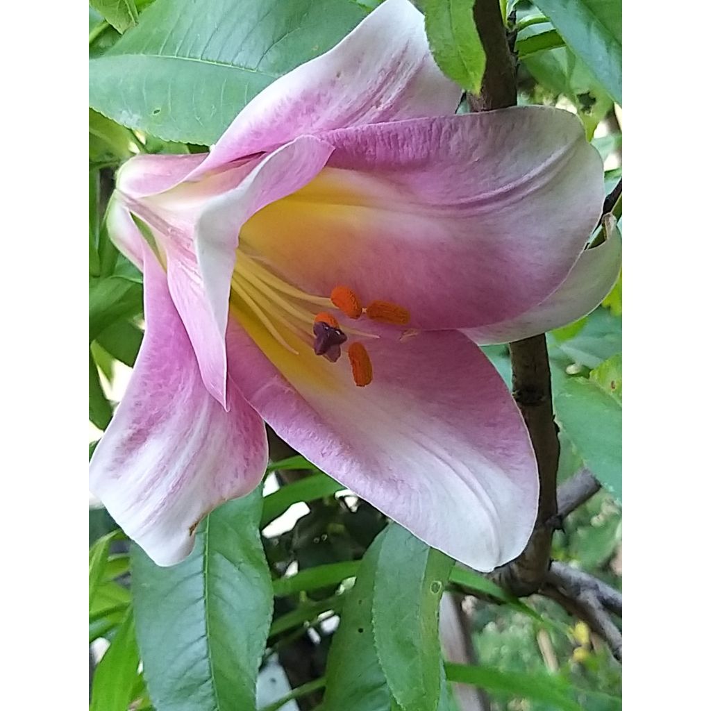 Trumpettililja Pink Perfection