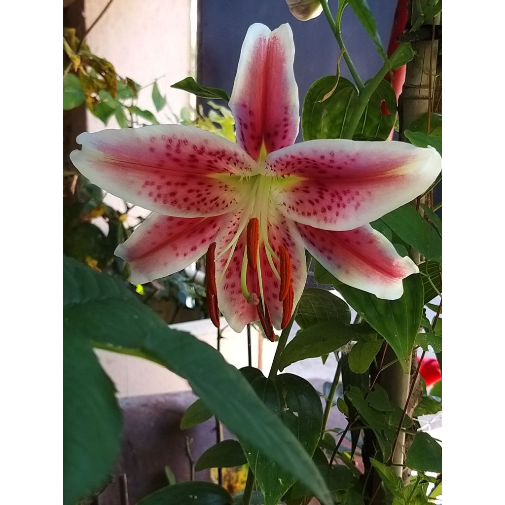 Trumpettililja Stargazer