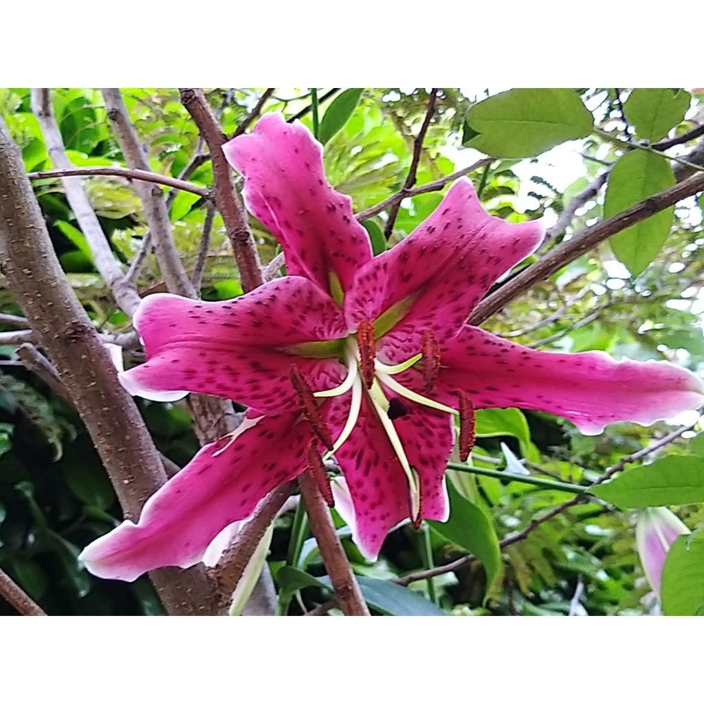 Trumpettililja Stargazer