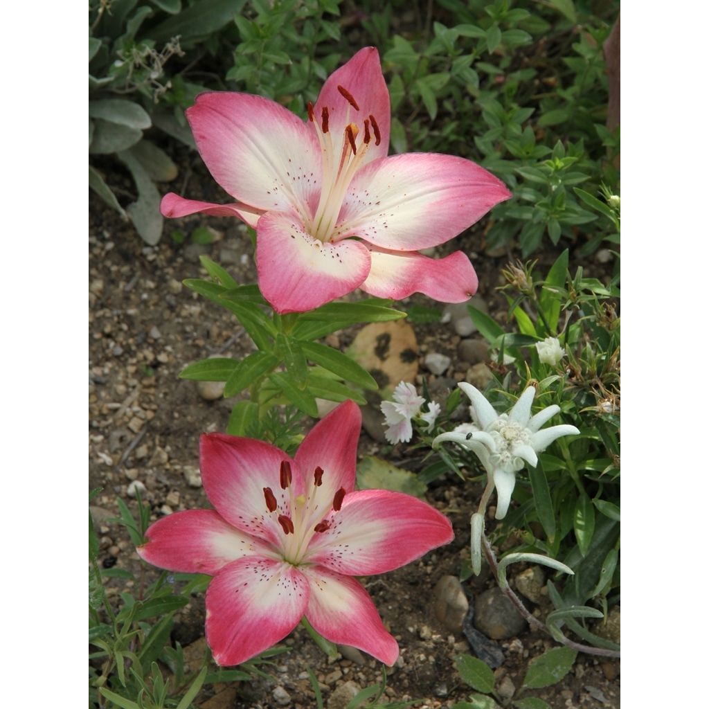 Matala oriental-lilja Pink Pixie