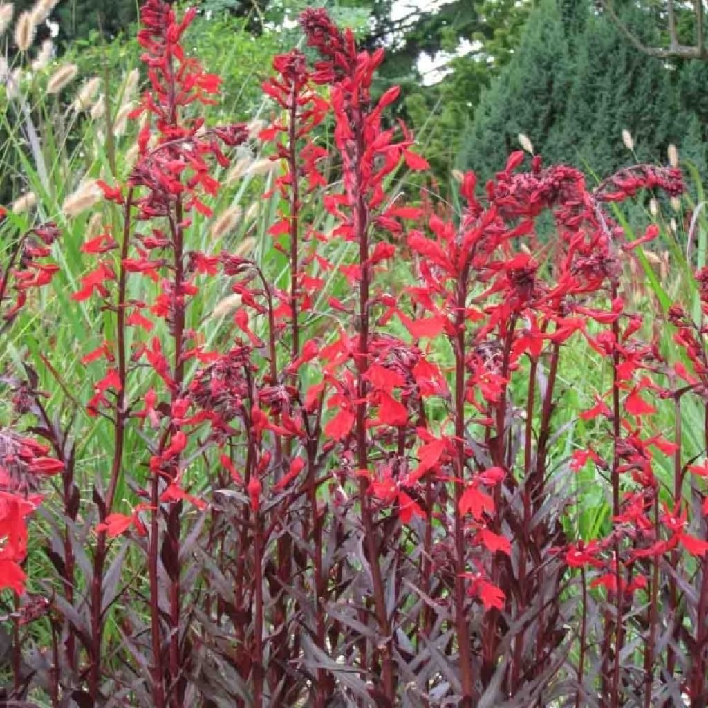 Tarhalobelia Queen Victoria