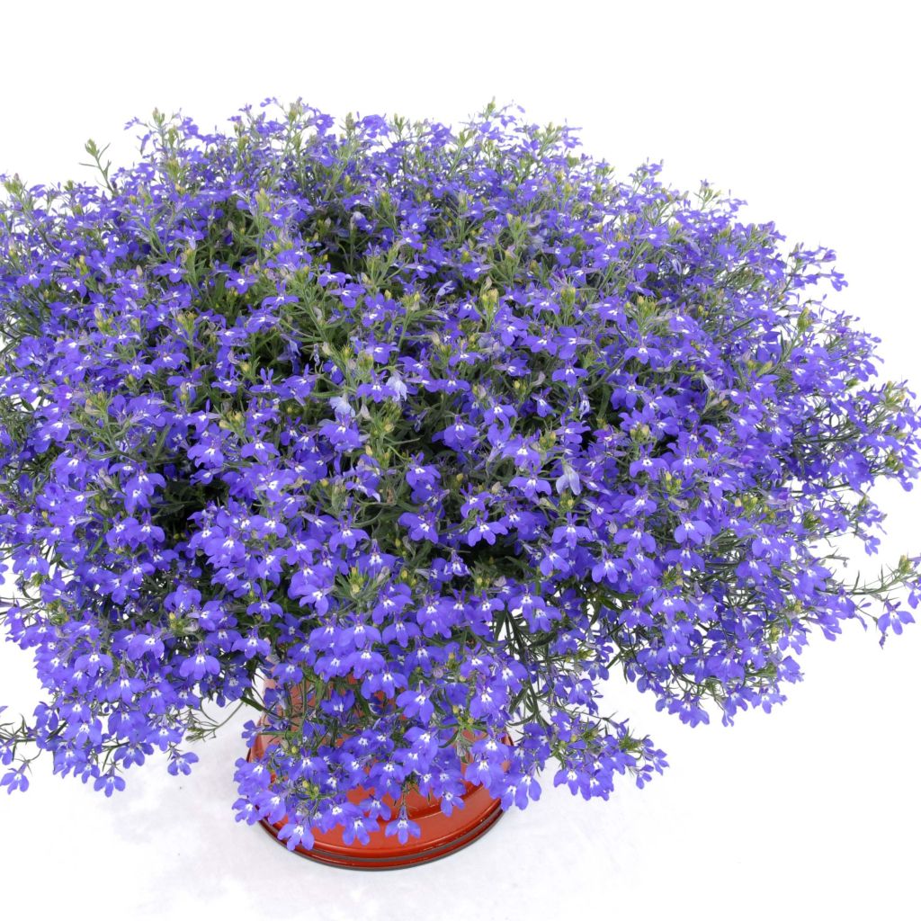Sinilobelia Anabel Blue