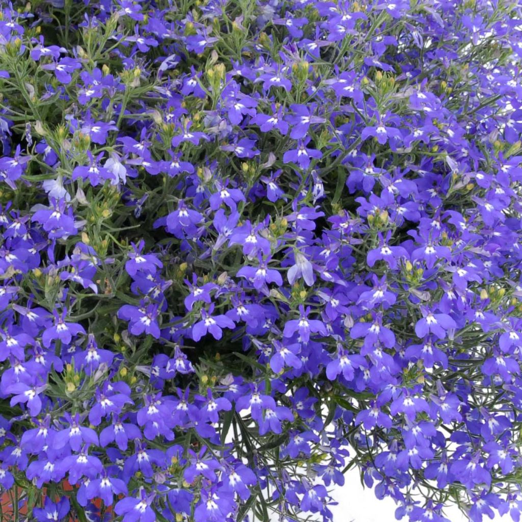 Sinilobelia Anabel Blue