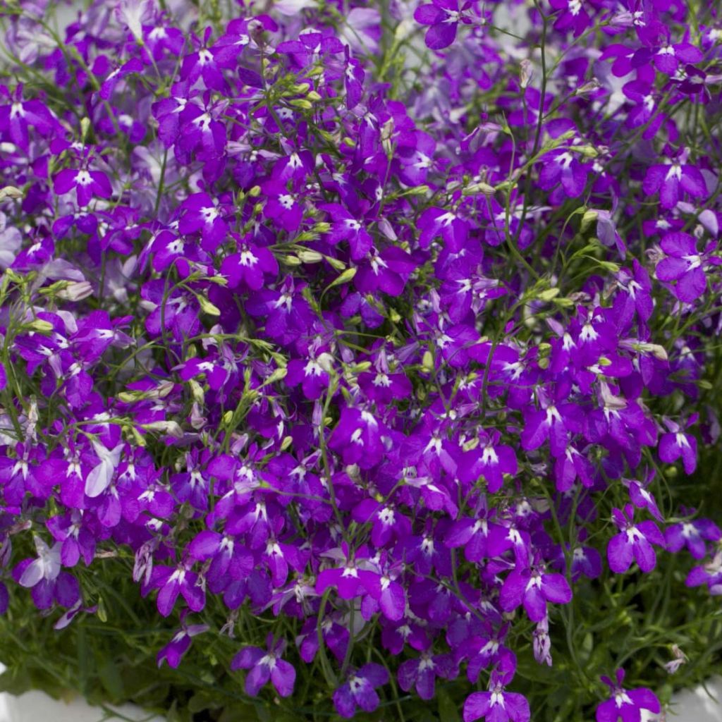 Sinilobelia Purple Star