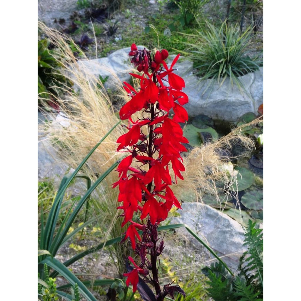 Tarhalobelia Queen Victoria