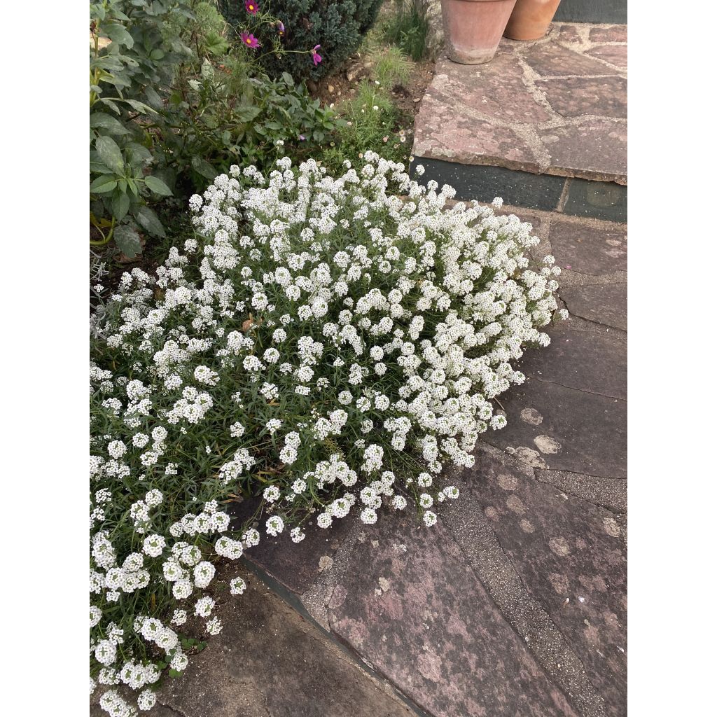 Tuoksupielus Snow Princess