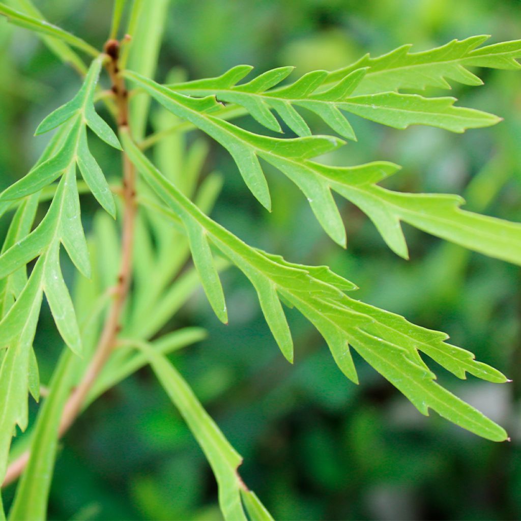 Lomatia silaifolia