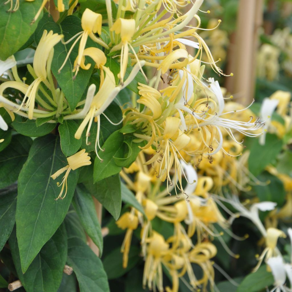 Myrttikuusama - Lonicera similis var. delavayi