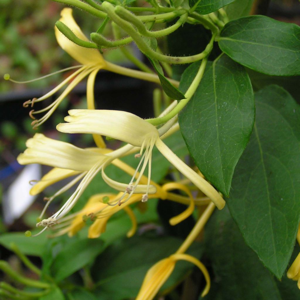 Myrttikuusama - Lonicera similis var. delavayi