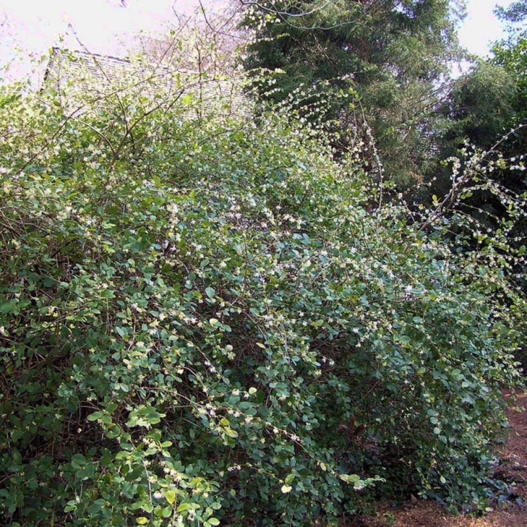 Myrttikuusama - Lonicera fragrantissima