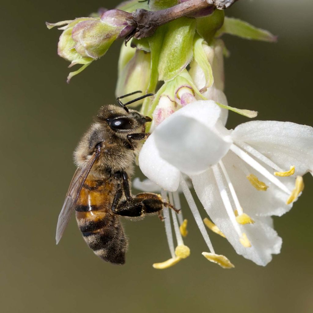 Myrttikuusama - Lonicera fragrantissima
