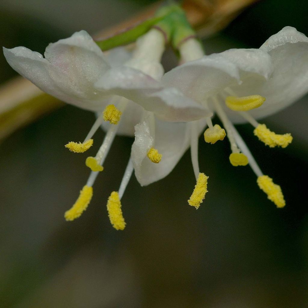 Myrttikuusama - Lonicera fragrantissima