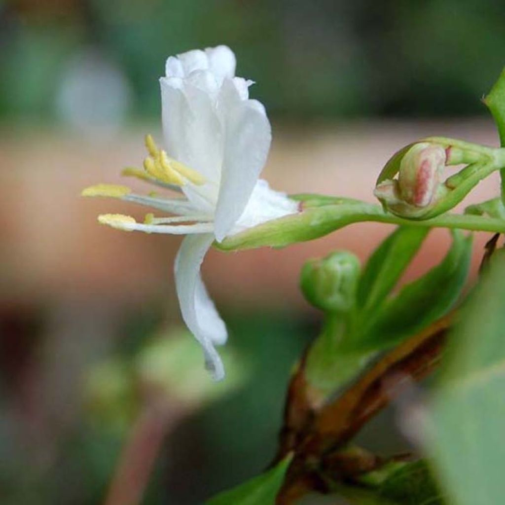 Myrttikuusama - Lonicera fragrantissima