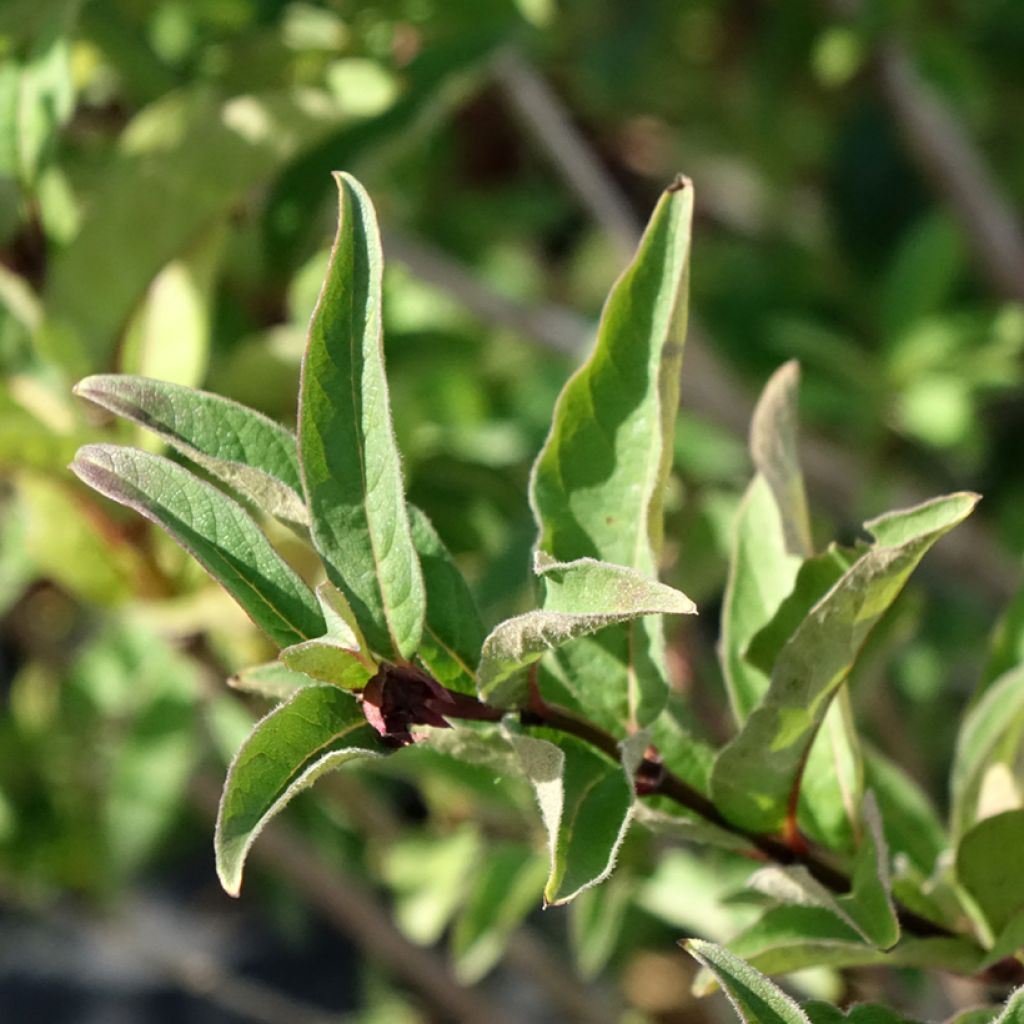 Myrttikuusama - Lonicera involucrata var. ledebourii