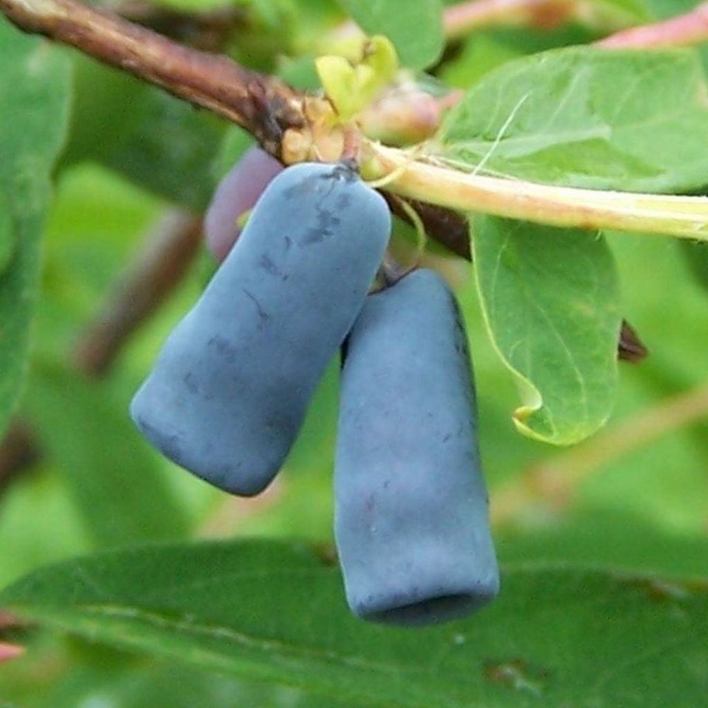 Makeasinikuusama (hunajamarja) Morena