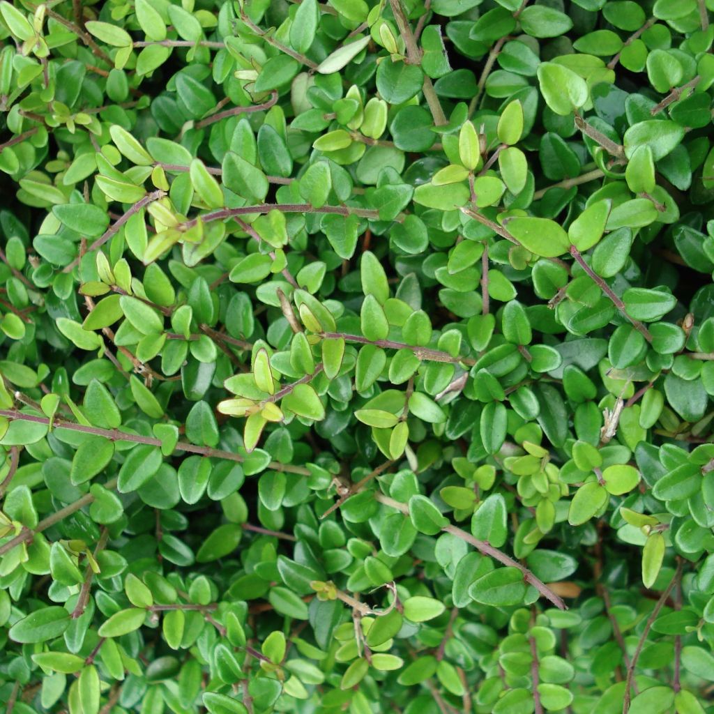 Myrttikuusama - Lonicera nitida