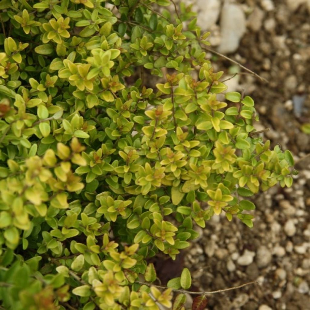 Myrttikuusama Baggesen's Gold