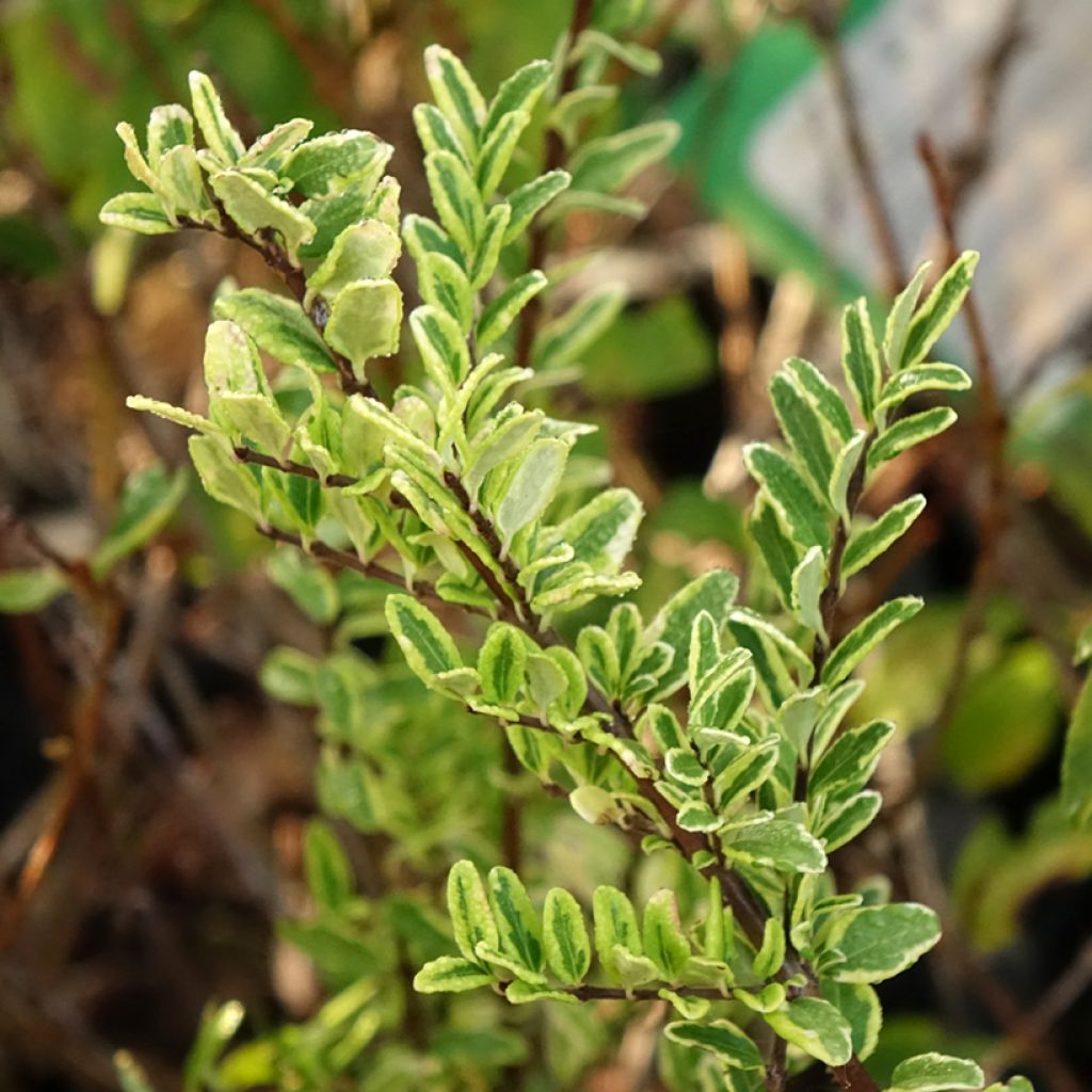 Myrttikuusama Lemon Beauty