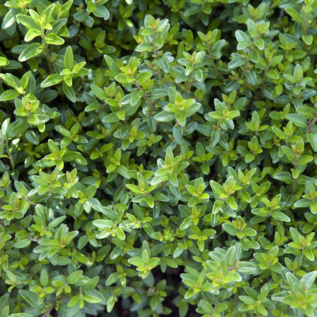 Myrttikuusama Tidy Tips