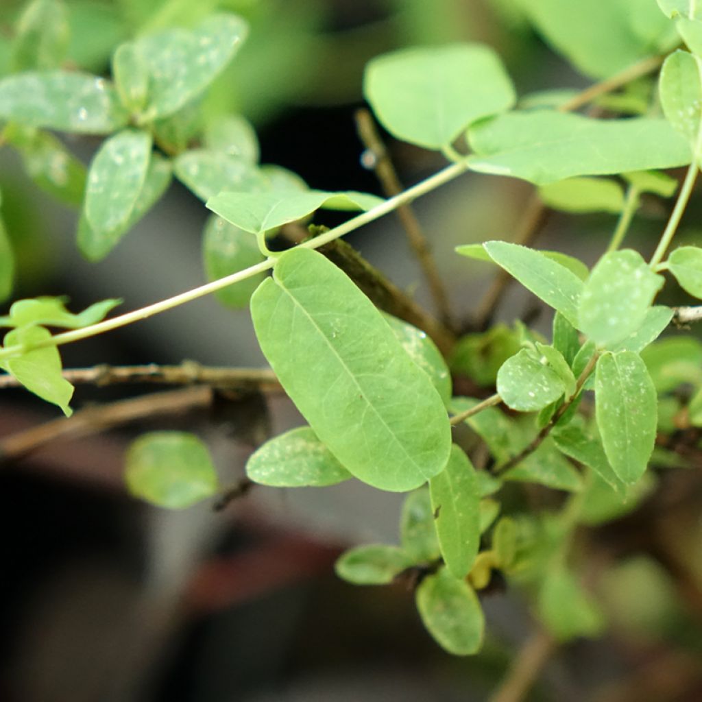 Myrttikuusama - Lonicera syringantha