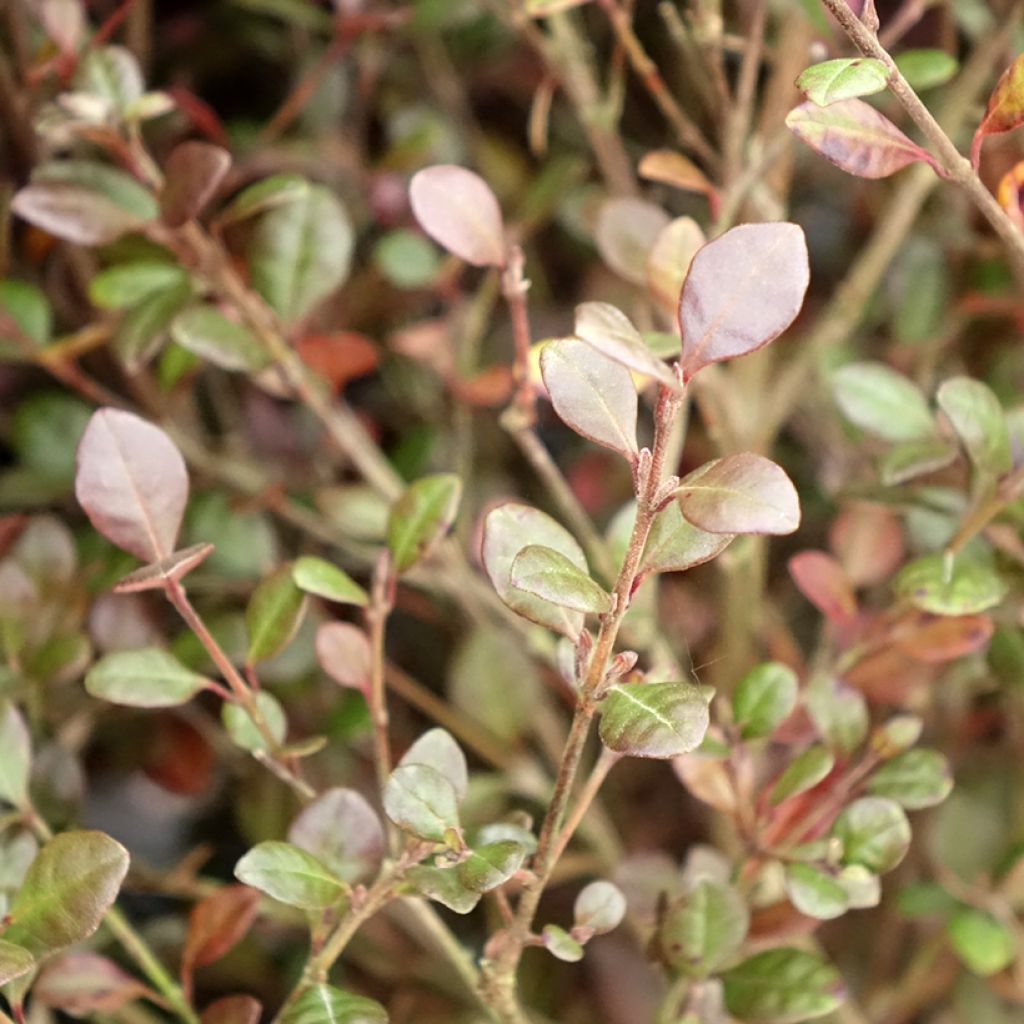 Lophomyrtus ralphii Red dragon