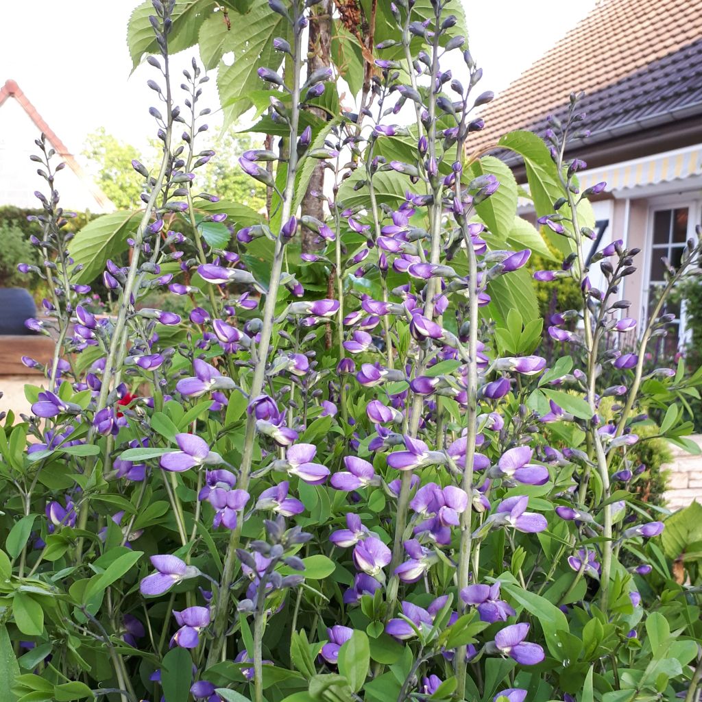 Etelänhernee Purple Smoke