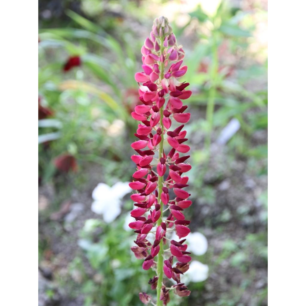 Komealupiini Russell Hybrids Mix (siemenet)